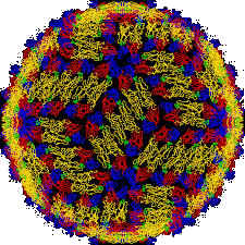 Dengu Virus